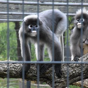 Dusky langur - Artenschutzzentrum Grasleben