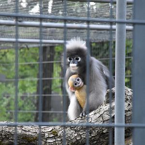 Dusky langur - Artenschutzzentrum Grasleben