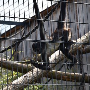 Mexican spider monkey - Artenschutzzentrum Grasleben