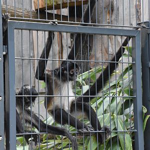 Mexican spider monkey - Artenschutzzentrum Grasleben