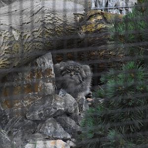 Palla's cat - Artenschutzzentrum Grasleben