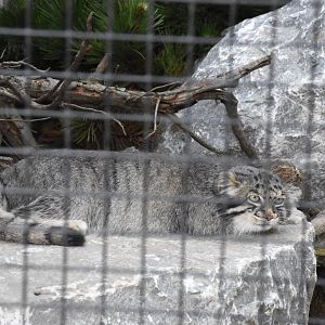 Palla's cat - Artenschutzzentrum Grasleben