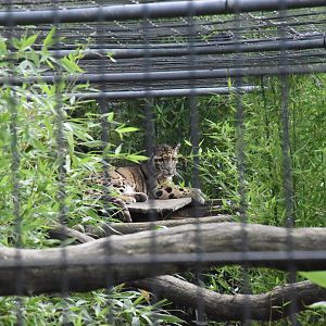 Clouded leopard - Artenschutzzentrum Grasleben