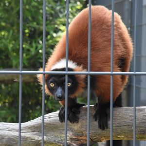 Red ruffed lemur - Artenschutzzentrum Grasleben