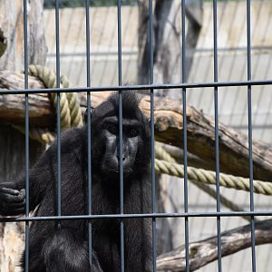 Sulawesi crested macaque - Artenschutzzentrum Grasleben