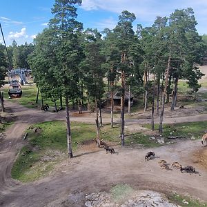 African plains from the gondola