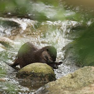 Asian small-clawed otter (Aonyx cinerea)