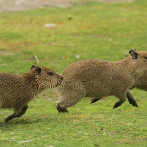 Capybara (Hydrochoerus hydrochaeris)