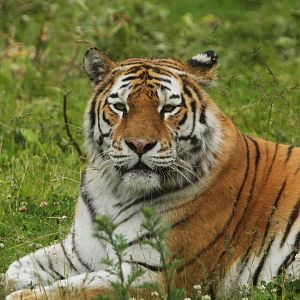 Amur tiger (Panthera tigris altaica)