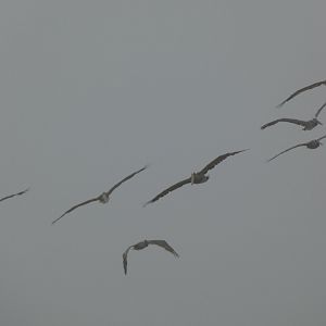 California brown pelicans