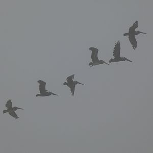 California brown pelicans
