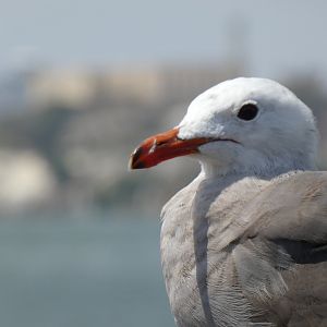 Heerman’s gull