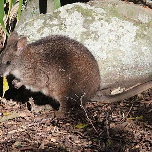 Parma Wallaby