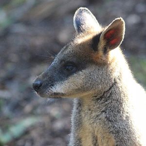 Swamp Wallaby