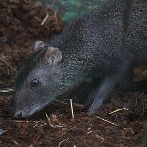Brazilian Agouti