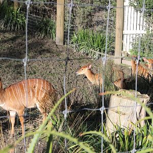 Lowland Nyala females