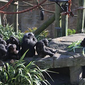 Chimpanzees