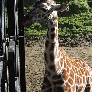 Giraffe juvenile