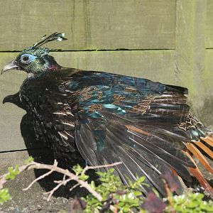 Himalayan Monal hen (elderly, hormone aberration)