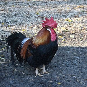 Domestic Chicken male