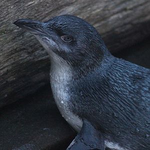 Little Blue Penguin