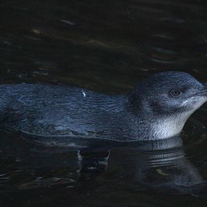 Little Blue Penguin