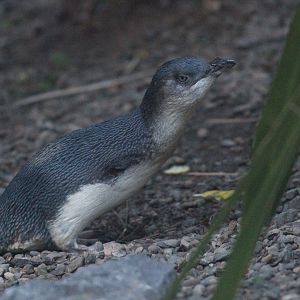Little Blue Penguin