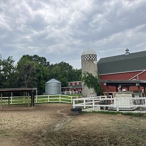 Wells Fargo Family Farm - Domestic Cattle Exhibit