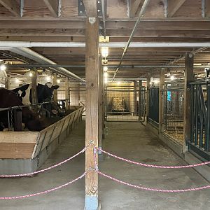 Wells Fargo Family Farm - Domestic Cattle Barn