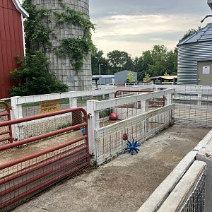 Wells Fargo Family Farm - Kunekune Pig Exhibit