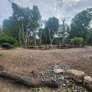 Indian Rhino Exhibit #1
