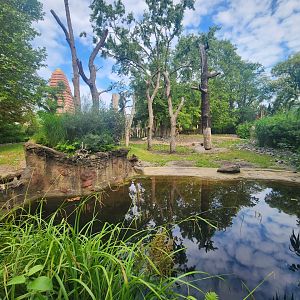 Rhino / Visayan Wart Pog Exhibit #2