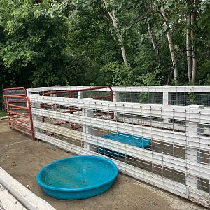 Wells Fargo Family Farm - Kunekune Pig Exhibit