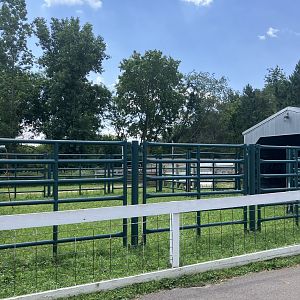 Wells Fargo Fanioy Farm - Domestic Cattle (Bull) Exhibit