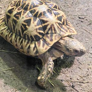 Indian Star Tortoise