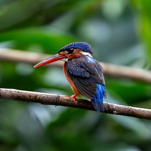 Blue-eared Kingfisher