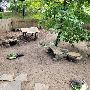 Mediterranean spur-thighed tortoise exhibit -Zoo de Labenne (2024)