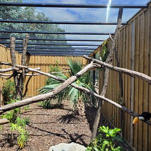 Toco toucan exhibit -Zoo de Labenne (2024)