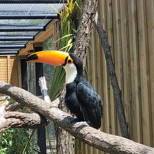 Toco toucan -Zoo de Labenne (2024)