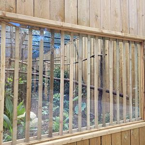 Chestnut-eared aracari exhibit -Zoo de Labenne (2024)