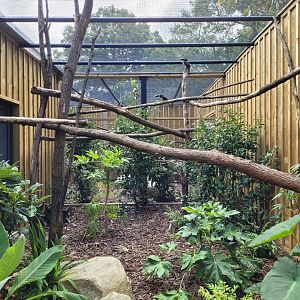 Chestnut-eared aracari exhibit -Zoo de Labenne (2024)