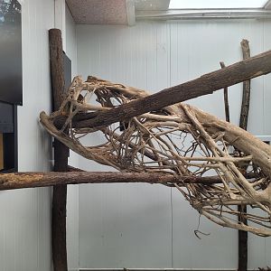 Peruvian squirrel monkey exhibit -Zoo de Labenne (2024)