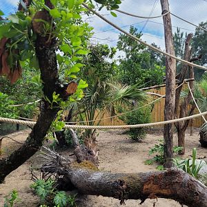 Peruvian squirrel monkey exhibit -Zoo de Labenne (2024)