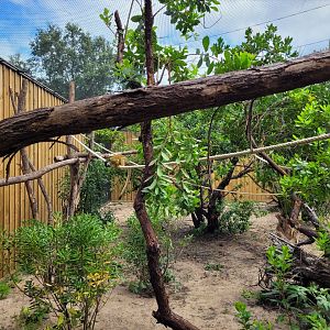 Peruvian squirrel monkey exhibit -Zoo de Labenne (2024)