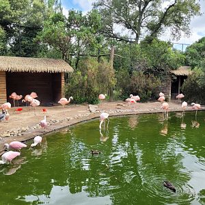 Walkthrough aviary -Zoo de Labenne (2024)