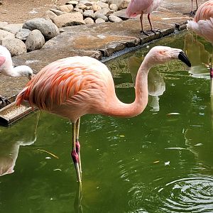 Chilean flamingo -Zoo de Labenne (2024)