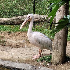Great white pelican -Zoo de Labenne (2024)