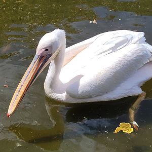 Great white pelican -Zoo de Labenne (2024)