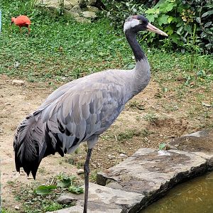 Eurasian crane -Zoo de Labenne (2024)