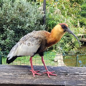 Buff-necked ibis -Zoo de Labenne (2024)